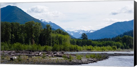 Framed Trees in front of mountains in Quinault Rainforest, Olympic National Park, Washington State, USA Print