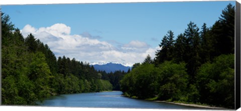 Framed River flowing through a forest, Queets Rainforest, Olympic National Park, Washington State, USA Print