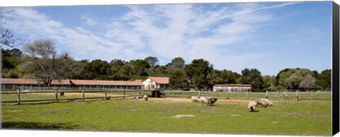 Framed Flock of sheep grazing in a farm, Mission La Purisima Concepcion, Santa Barbara County, California, USA Print