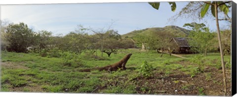 Framed Komodo Dragon (Varanus komodoensis) in a field, Rinca Island, Indonesia Print