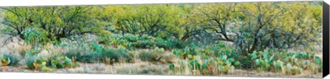 Framed Prickly pear cacti surrounds mesquite trees, Oro Valley, Arizona, USA Print