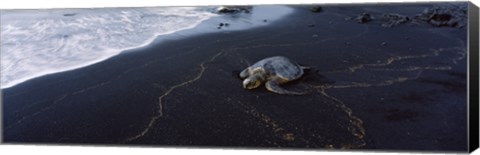 Framed Hawksbill Turtle (Eretmochelys Imbricata) on the beach, Punaluu Beach, Hawaii, USA Print