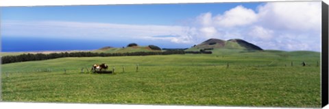 Framed Horses at feeding at trough in a ranch, Hawaii, USA Print