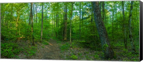 Framed Forest, Great Smoky Mountains National Park, Blount County, Tennessee, USA Print