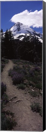 Framed Wildflowers along a trail with mountain in the background, Cloud Cap Trail, Mt Hood, Oregon, USA Print