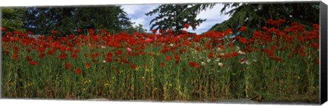 Framed Flanders field poppies (Papaver rhoeas) in a field, Anacortes, Fidalgo Island, Skagit County, Washington State Print