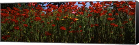 Framed Close up of  poppies in a field, Anacortes, Fidalgo Island, Washington State Print