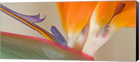 Framed Close Up of Strelitzia in bloom, California Print