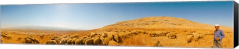 Framed Shepherd standing with flock of sheep, Jerusalem, Israel Print