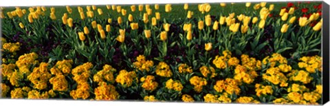 Framed Yellow Flower Bed, Hyde Park, City of Westminster, London, England Print