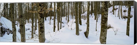 Framed Forest near Lake Bled, Upper Carniola, Slovenia Print