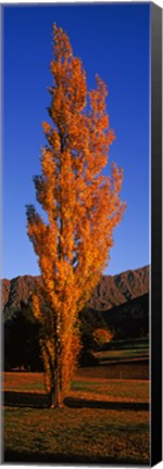 Framed Poplar tree on Golf Course, Queenstown, South Island, New Zealand Print