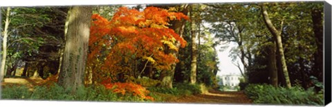 Framed Autumn trees at Thorp Perrow Arboretum, Bedale, North Yorkshire, England Print