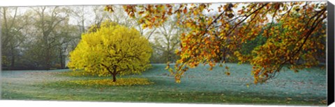 Framed Frost in autumn, St. James&#39;s Park, City Of Westminster, London, England Print