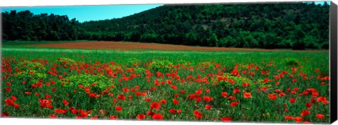 Framed Poppies in a field, Provence-Alpes-Cote d&#39;Azur, France Print