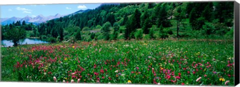 Framed Wildflowers in a field at lakeside, French Riviera, France Print