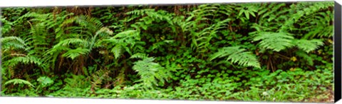 Framed Ferns in front of Redwood trees, Redwood National Park, California, USA Print