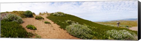 Framed Sand dunes covered with iceplants, Manchester State Park, California Print