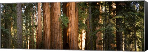 Framed Redwood trees in a forest, Sequoia National Park, California, USA Print