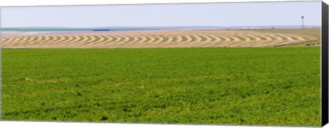 Framed Harvested alfalfa field patterns, Oklahoma, USA Print