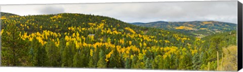 Framed Aspen hillside in autumn, Sangre De Cristo Mountains, Angel Fire, New Mexico, USA Print