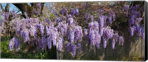 Framed Wisteria flowers in bloom, Sonoma, California, USA Print