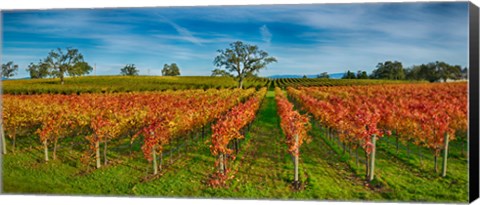 Framed Autumn vineyard at Napa Valley, California, USA Print