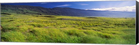 Framed Grassland, Kula, Maui, Hawaii, USA Print