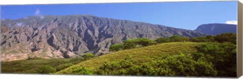 Framed Trees on a hill near Haleakala Crater, Maui, Hawaii, USA Print