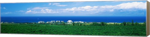 Framed Coffee Field at the oceanside, Maui, Hawaii, USA Print