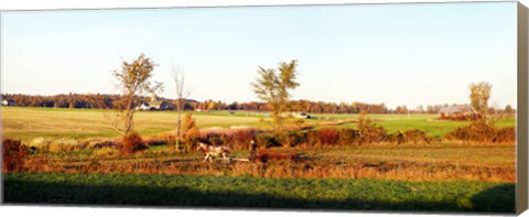 Framed Amish farmer plowing a field, USA Print