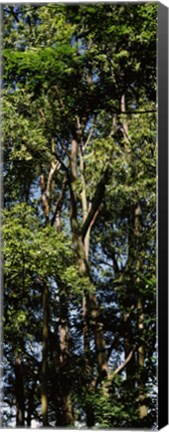 Framed Low angle view of a tree, Hawaii, USA Print