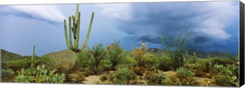 Framed Cacti growing at Saguaro National Park, Tucson, Arizona Print