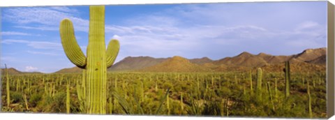 Framed Cactus Field, Saguaro National Park, Arizona Print