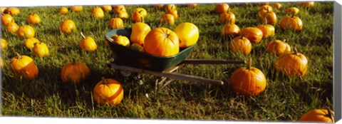 Framed Wheelbarrow in Pumpkin Patch, Half Moon Bay, California, USA Print