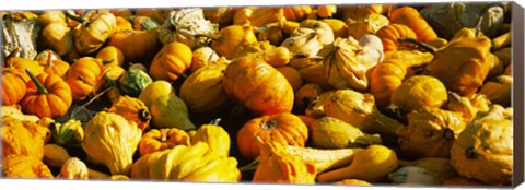 Framed Pumpkins and gourds in a farm, Half Moon Bay, California, USA Print