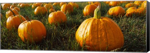 Framed Close Up of Pumpkins in a  Field, Half Moon Bay, California Print