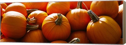 Framed Pumpkins, Half Moon Bay, California, USA Print