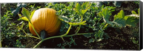 Framed Pumpkin growing in a field, Half Moon Bay, California, USA Print