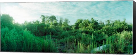 Framed Greenery along Fort Tilden Beach, Fort Tilden, Queens, New York City, New York State, USA Print