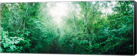 Framed Trail through the woods along Fort Tilden beach, Queens, New York City, New York State, USA Print