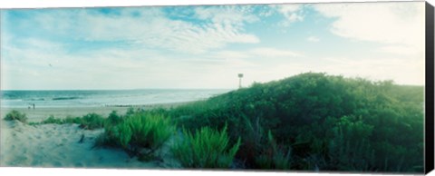 Framed Plants on the beach, Fort Tilden Beach, Fort Tilden, Queens, New York City, New York State, USA Print