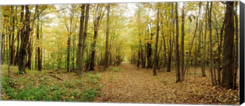 Framed Trail through the forest of the Catskills in Kaaterskill Falls, New York State Print