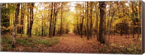 Framed Trail through the forest of the Catskills in Kaaterskill Falls in Autumn, New York State, USA Print