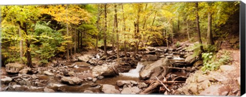 Framed Forest in the Catskill Mountains, New York State Print