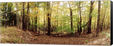 Framed Forest, Kaaterskill Falls area, Catskill Mountains, New York State Print