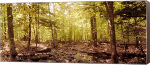 Framed Forest, Catskill Mountains, New York State, USA Print