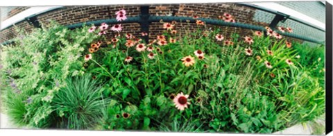 Framed Flower bed, High Line, Chelsea, Manhattan, New York City, New York State, USA Print