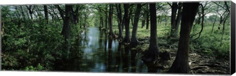 Framed Trees along Blanco River, Texas, USA Print