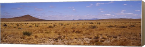 Framed Dry grass and bush at Big Bend National Park, Texas, USA Print